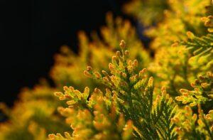 Złocistożółte Tuje – Aurescens, Can-can, Jantar w Wiejskich Żywopłotach